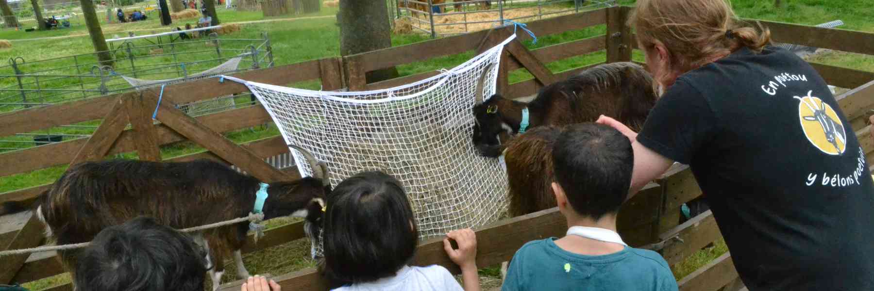Des enfants regardent des chèvres poitevines - Cregene